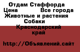 Отдам Стаффорда › Цена ­ 2 000 - Все города Животные и растения » Собаки   . Краснодарский край